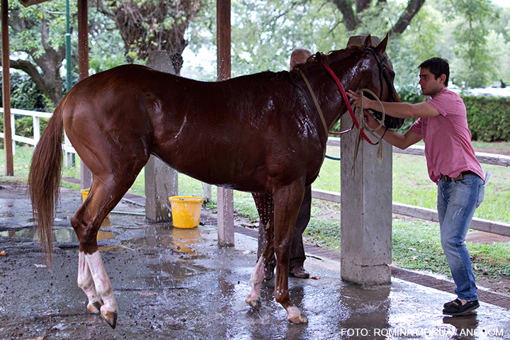 Un cuidador bañando a un caballo
