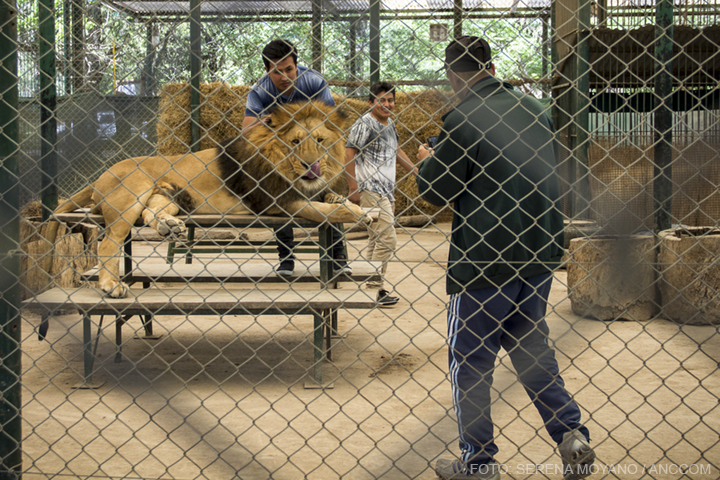 Dos personas posan para una foto con un león recostado mientras un tercero los retrata.