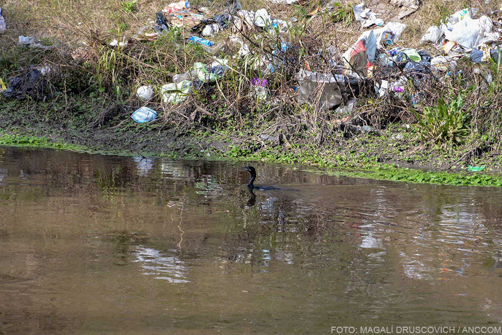 Pato nadando en rio contaminado. En los márgenes del río hay basura y desperdicios desparramados.