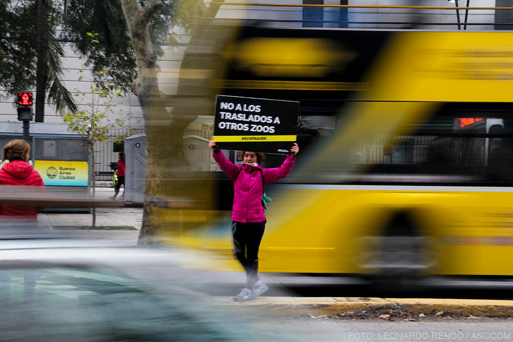 Imagen movida, exterior del zoo, donde se observa algo de tránsito vehicular. En el centro de la foto, una activista sostiene un cartel que dice "No a los traslados a otos zoos. Ecofraude"