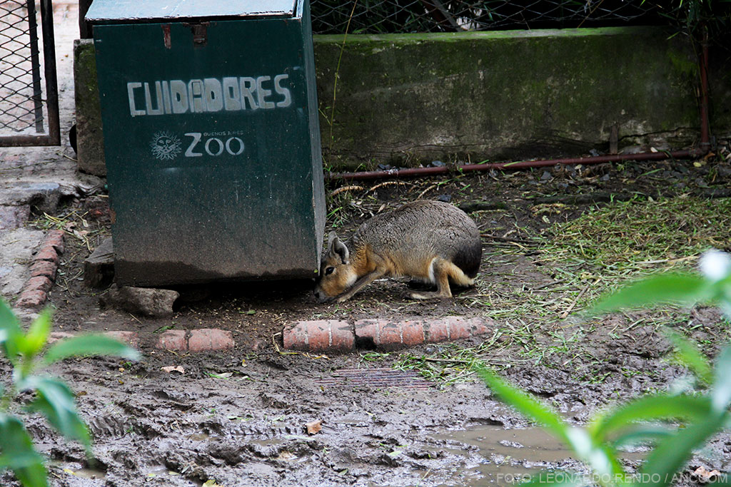 Animal oliendo bajo un basurero con el logo del zoológico. 