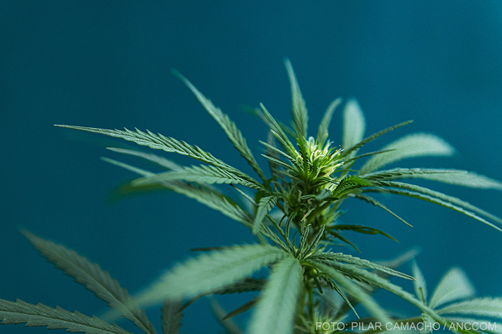 El gobierno impulsa la industria del cannabis medicinal