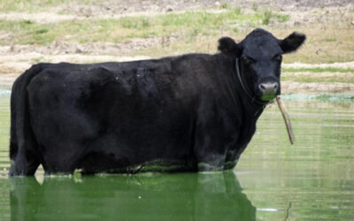 Los animales verdes no son un chiste
