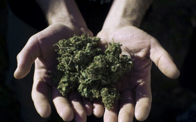 La baja del Reprocann es puro humo